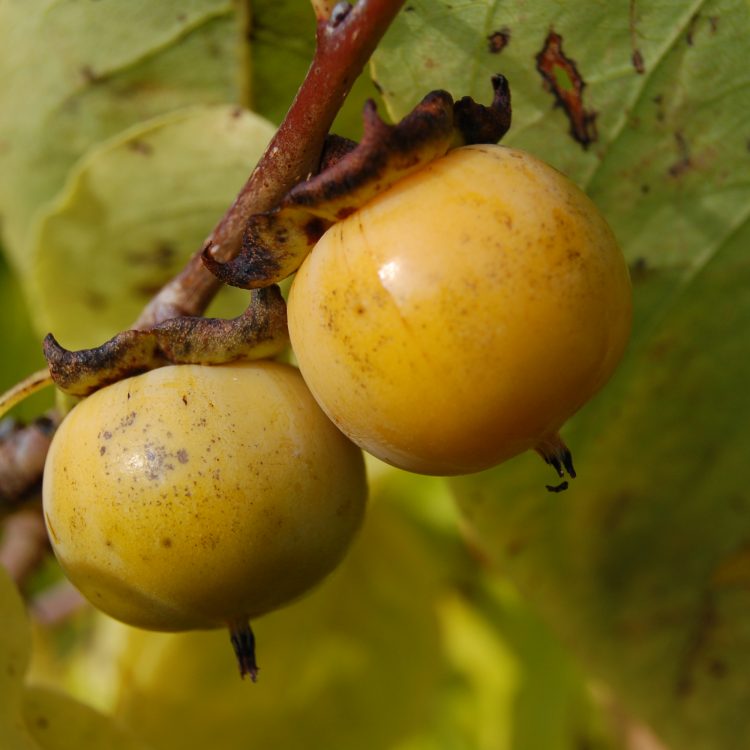Diospyros virginiana
