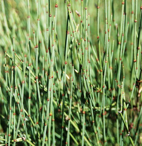 Ephedra viridis