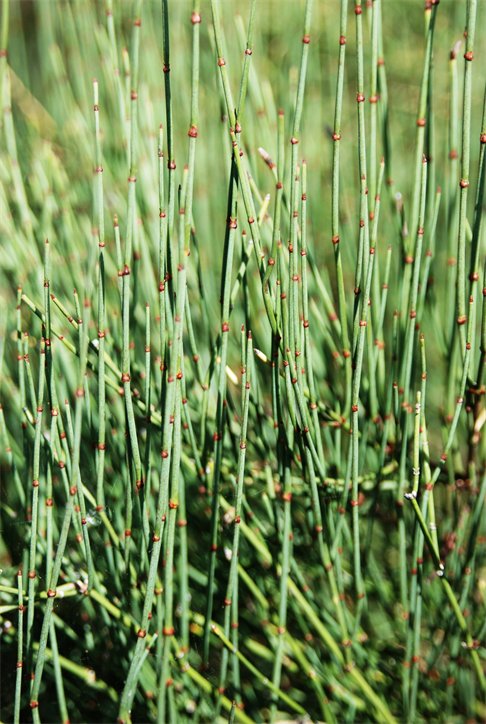 Tall, thin green plants with brown scaly leaves.