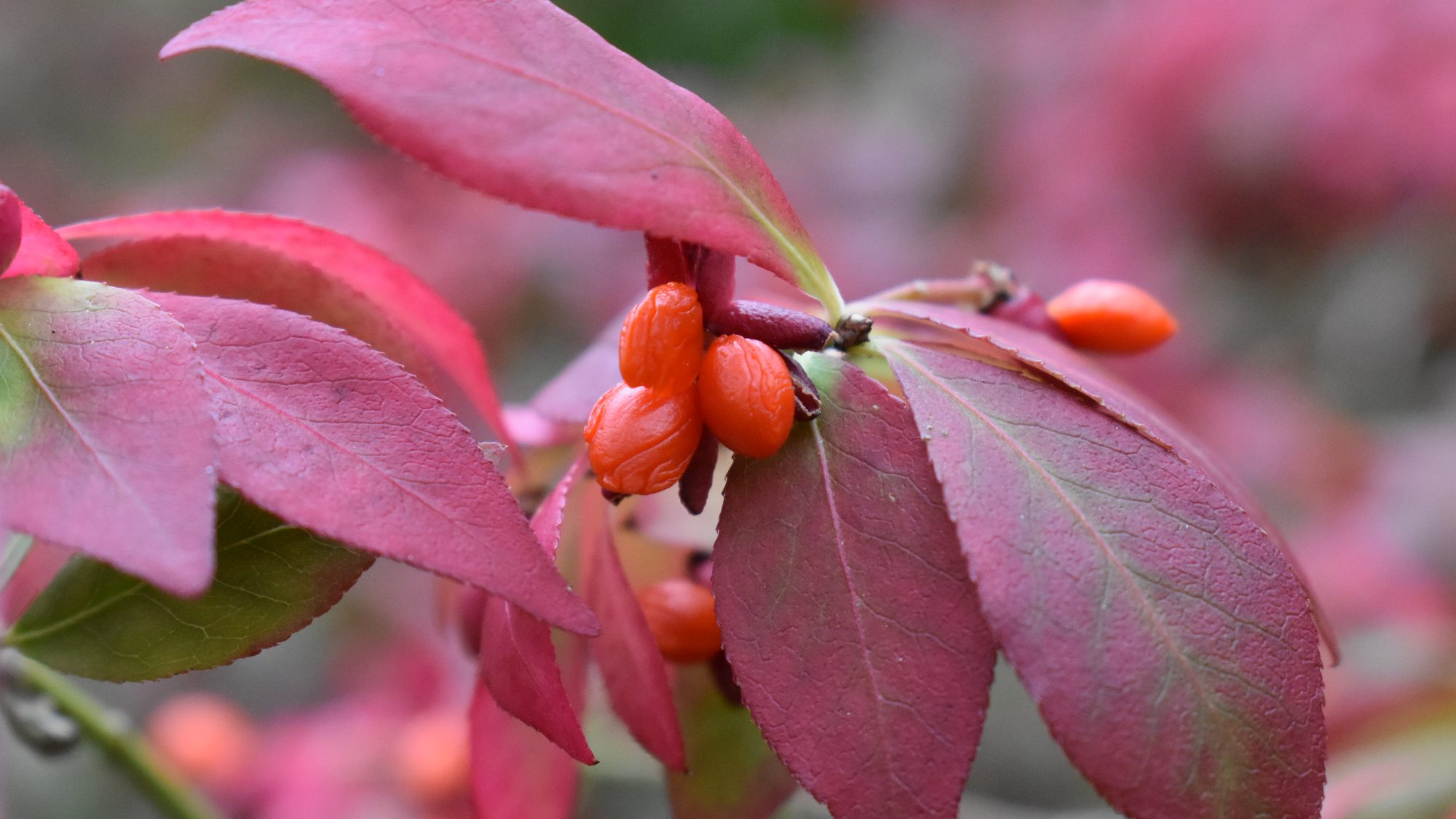 Euonymus alatus var. apterus