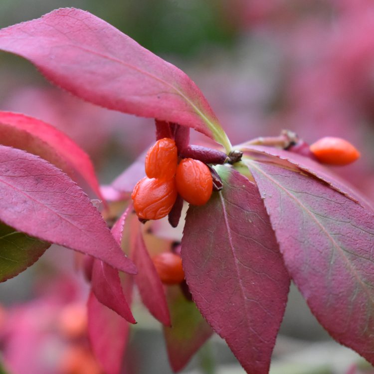 Euonymus alatus var. apterus