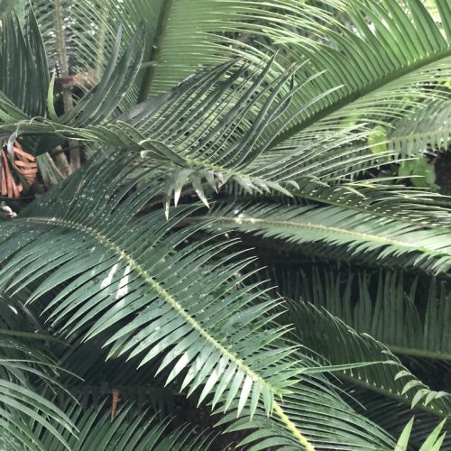 Dioon edule