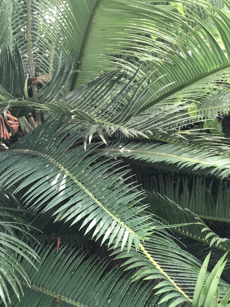 A plant made up of large green fern-like leaves.