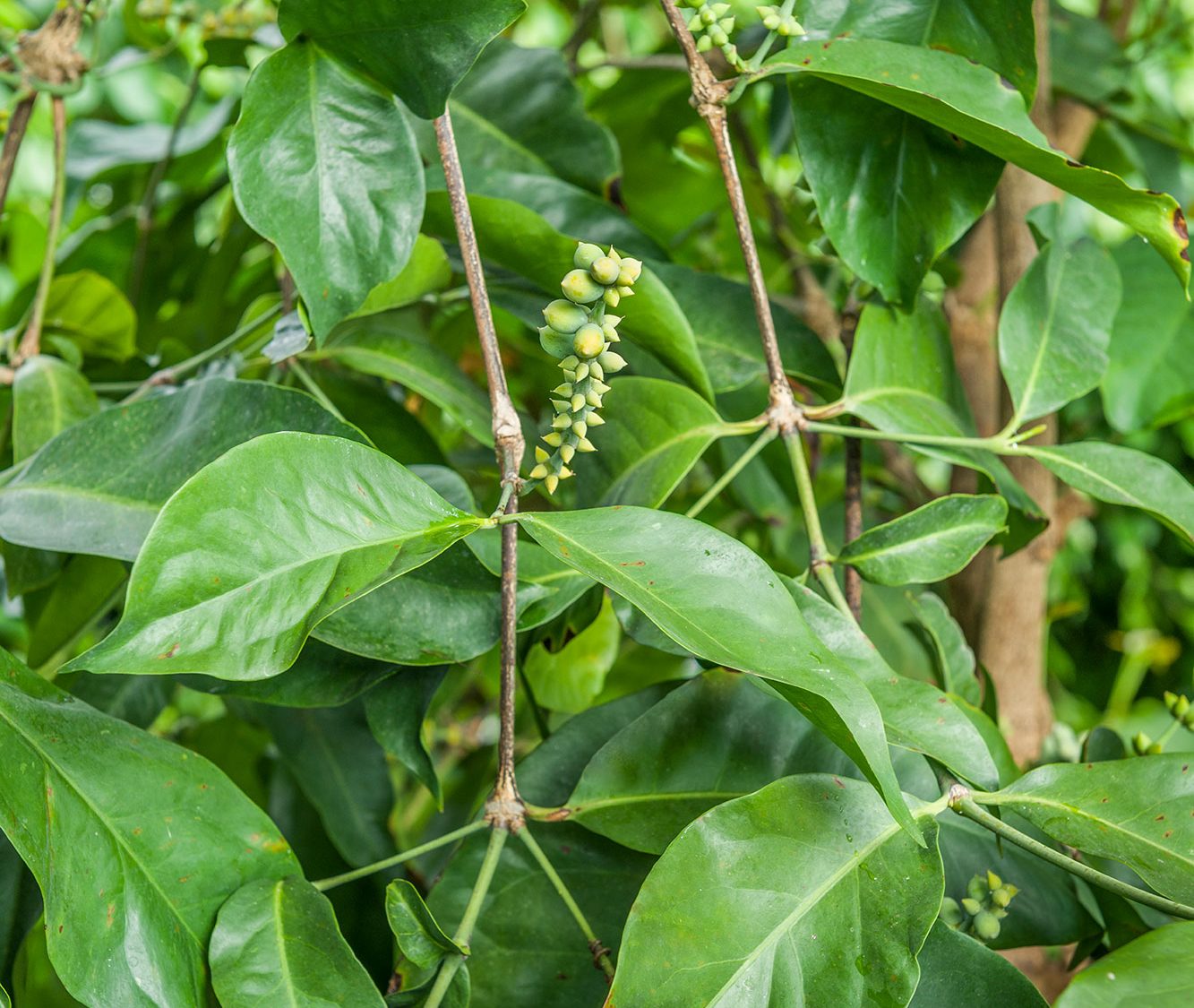 Green leaves and buds grow on tree branches.