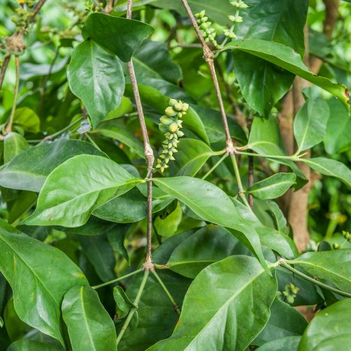 Gnetum gnemon