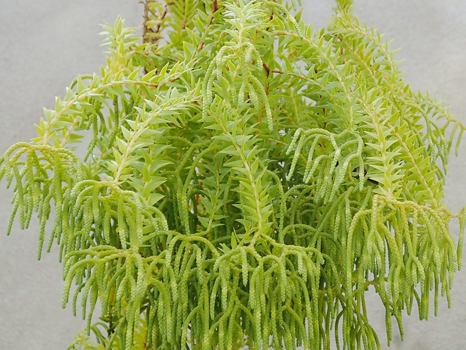 Green tendrils of a plant hang downwards.
