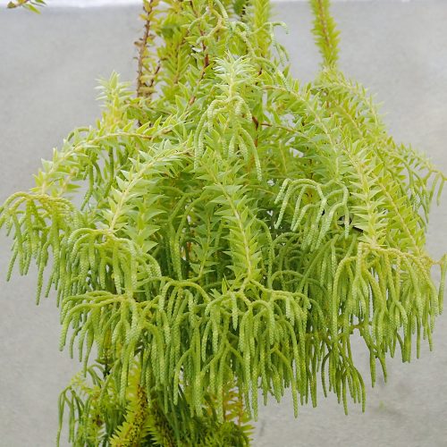 Huperzia spp.