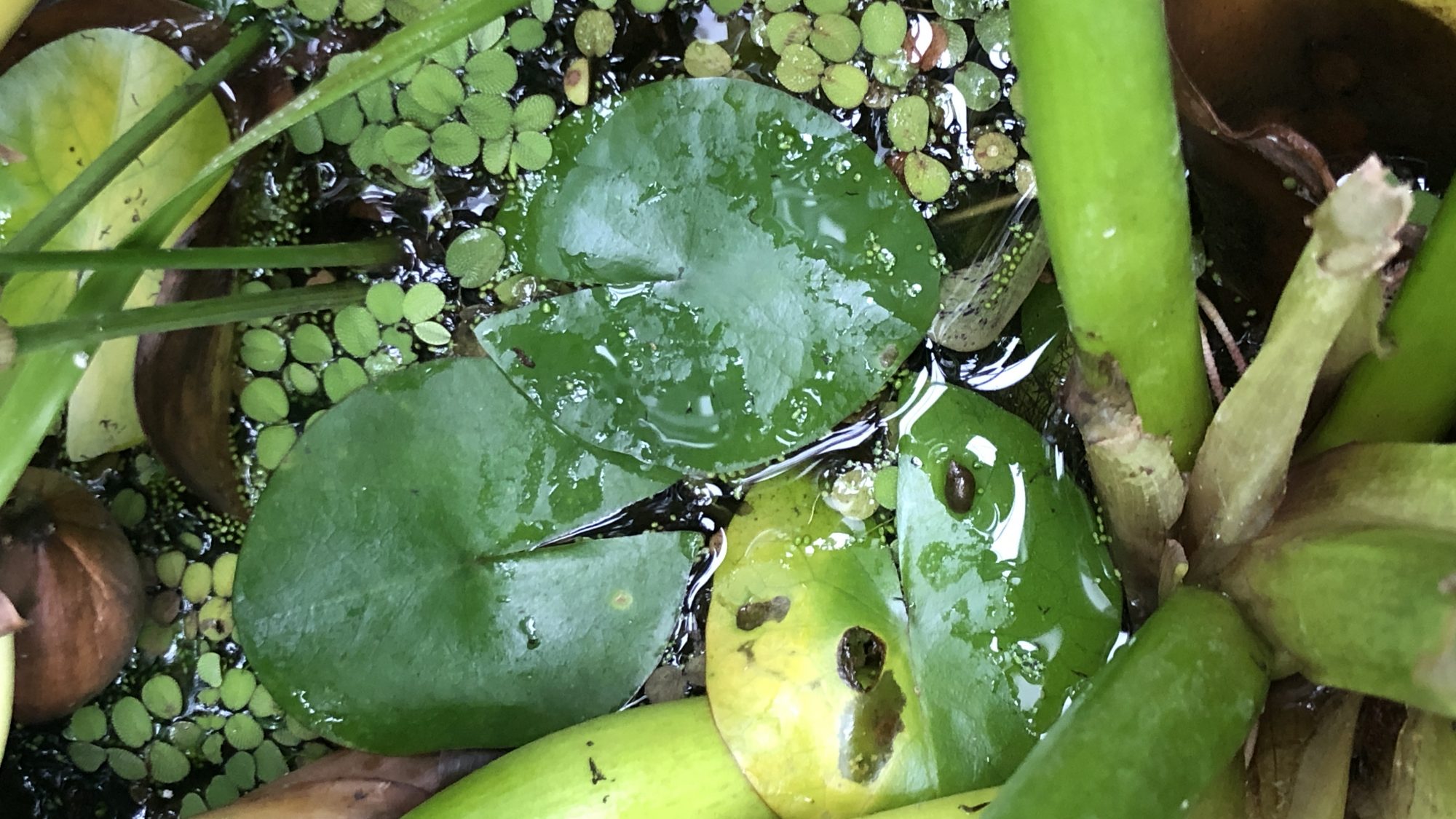 Green pads of a water lily resting on the surface of the water with plants growing around.