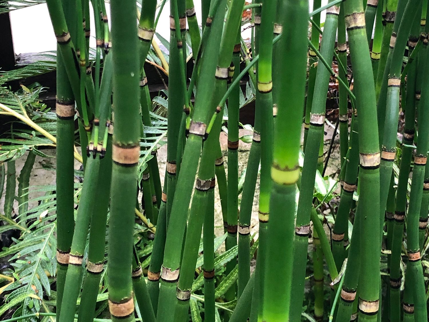 Tall green ferns with brown rings around the stems.