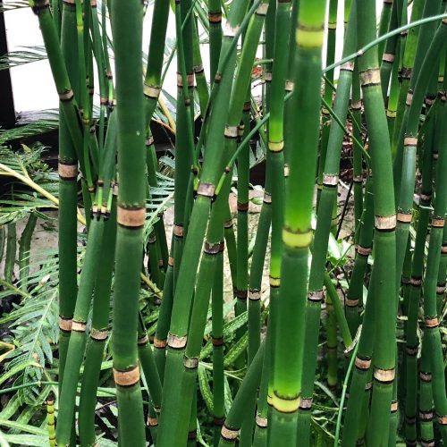Equisetum hyemale