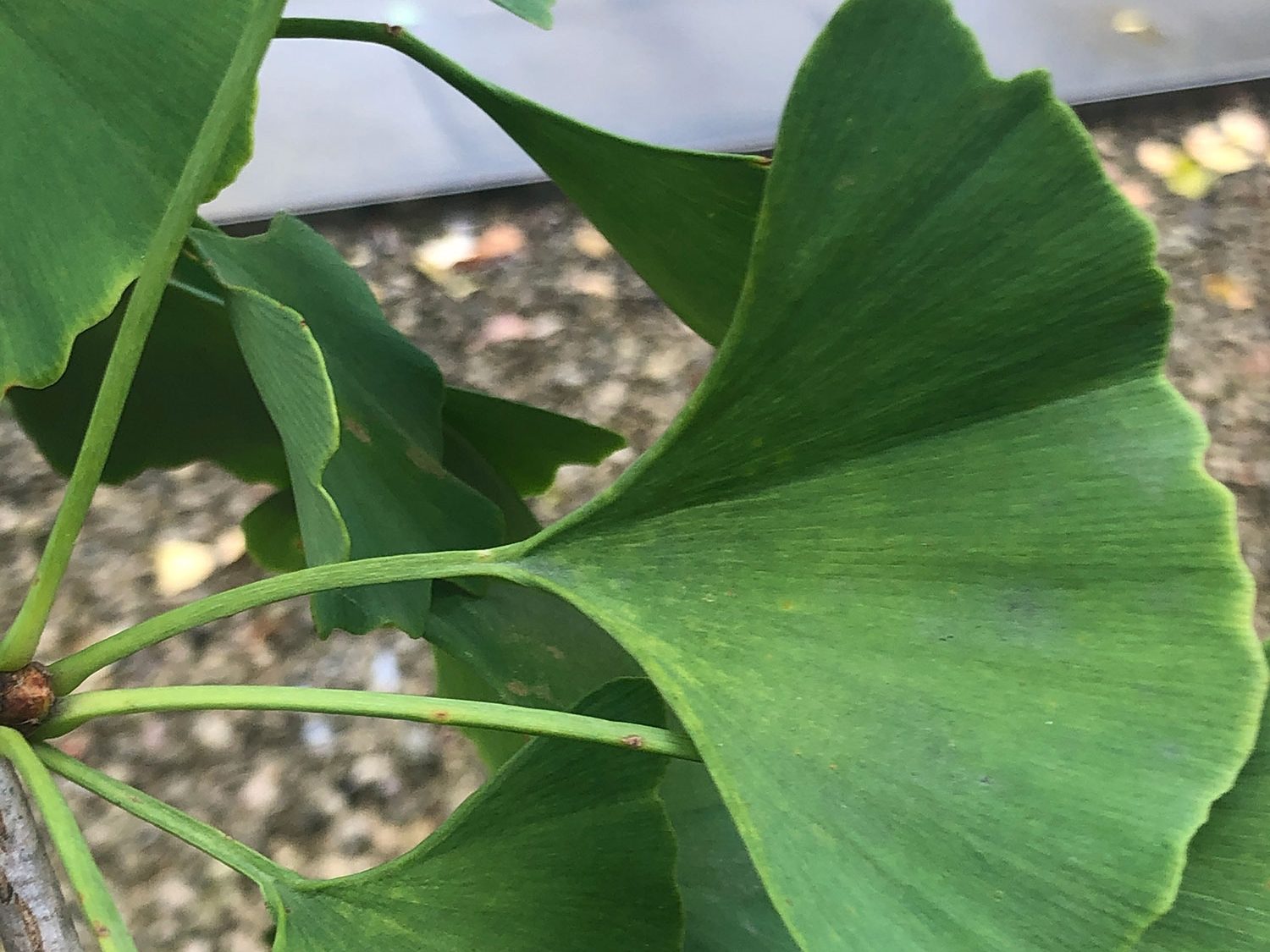 Green fan-shaped leaves of a Ginkgo tree.