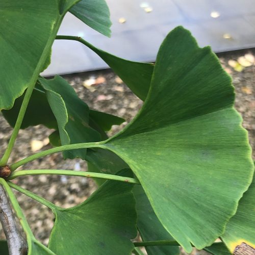 Ginkgo biloba