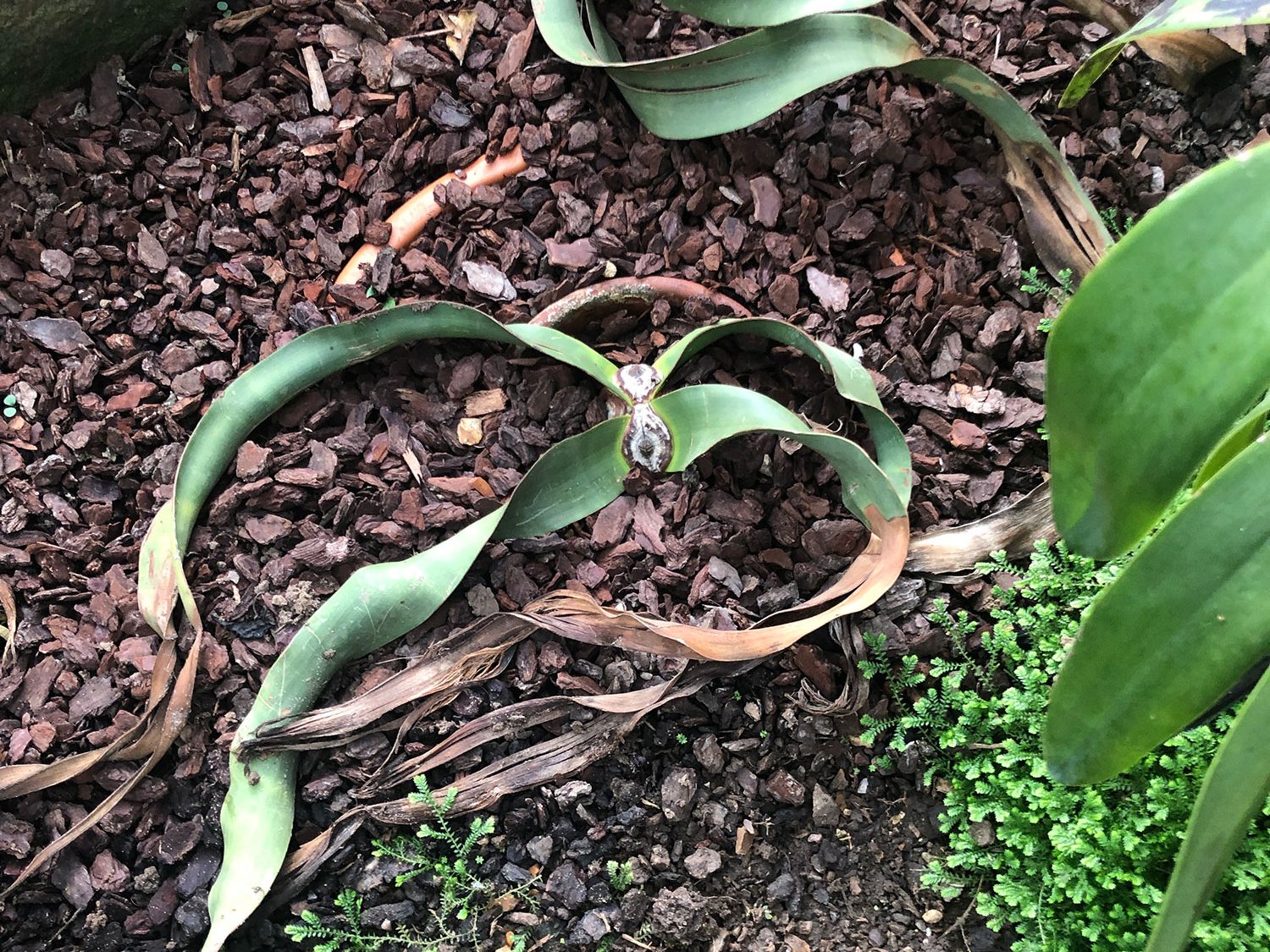 Strap-like green leaves grow continually out from the base of the trunk under the soil.