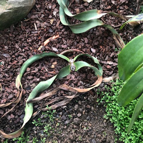 Welwitschia mirabilis