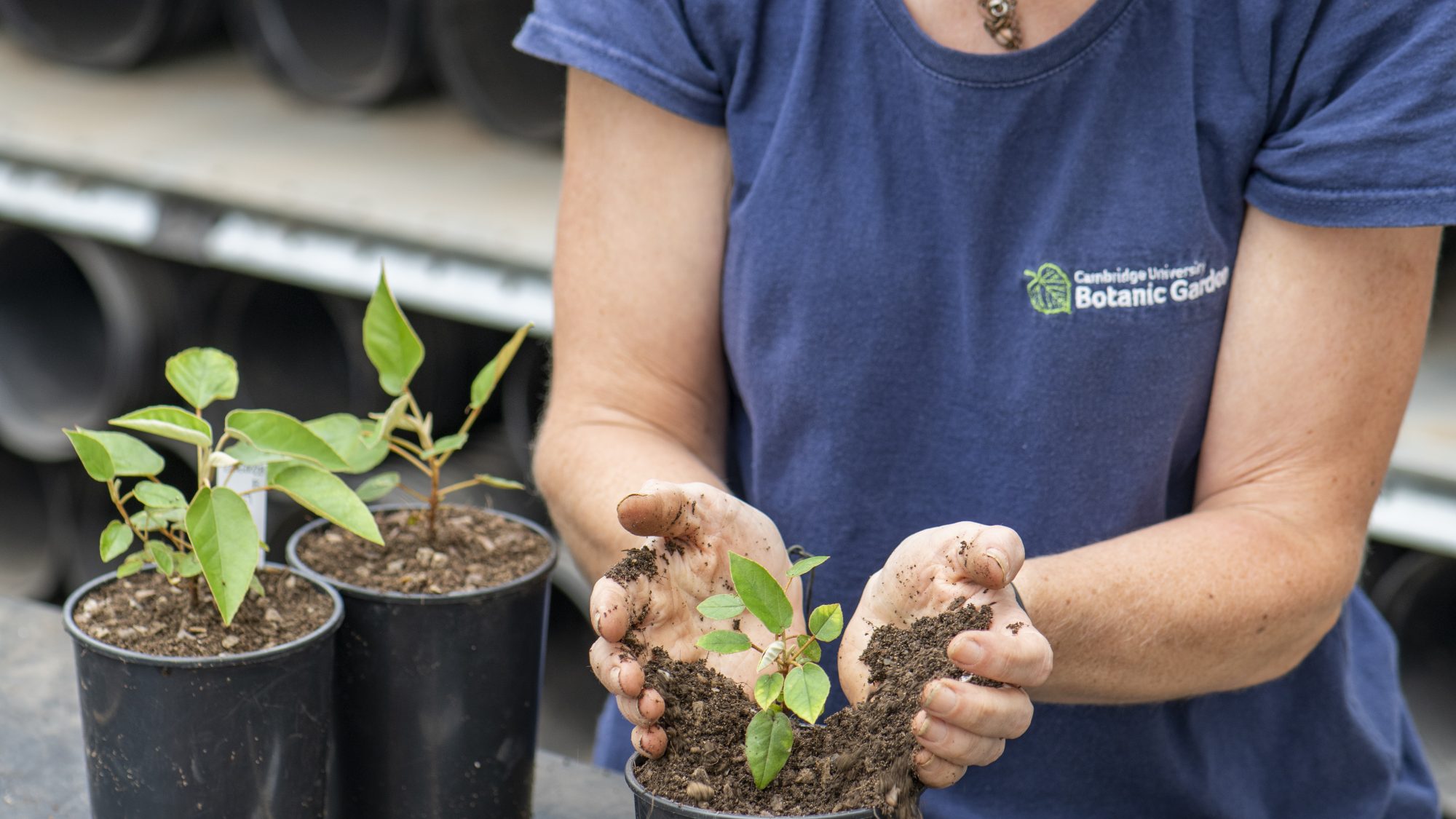 A staff member at the garden places soil around a new plant pot.