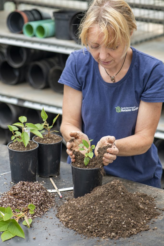 A staff member at the garden places soil around a new plant in a black pot.
