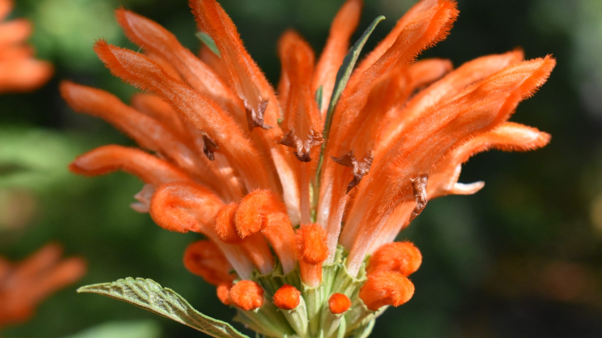 Leonotis leonurus