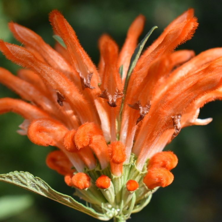 Leonotis leonurus