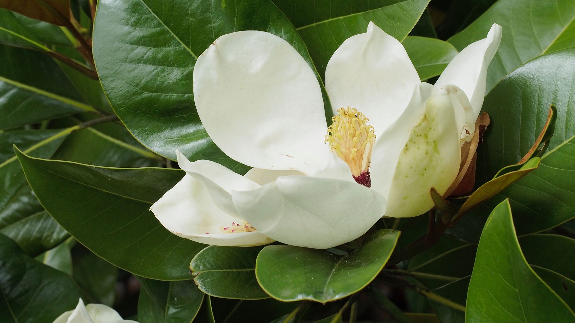 A white magnolia flower nestled among green shiny leaves.