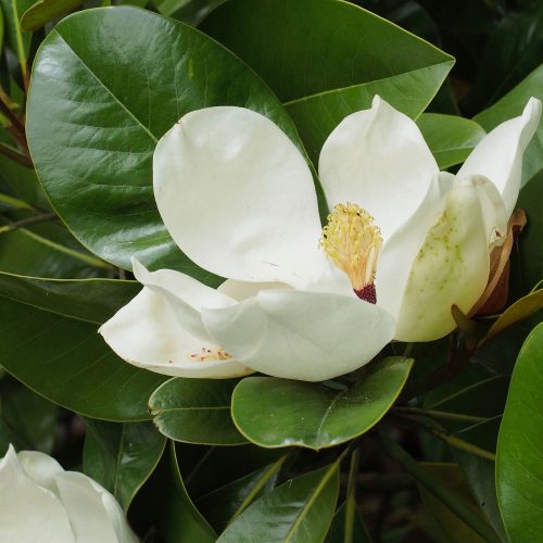 Magnolia grandiflora