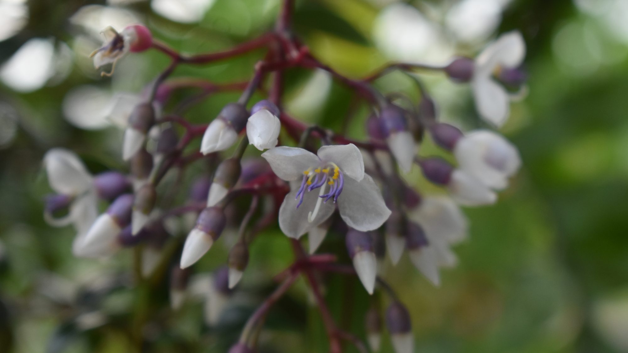 Medinilla crassata 