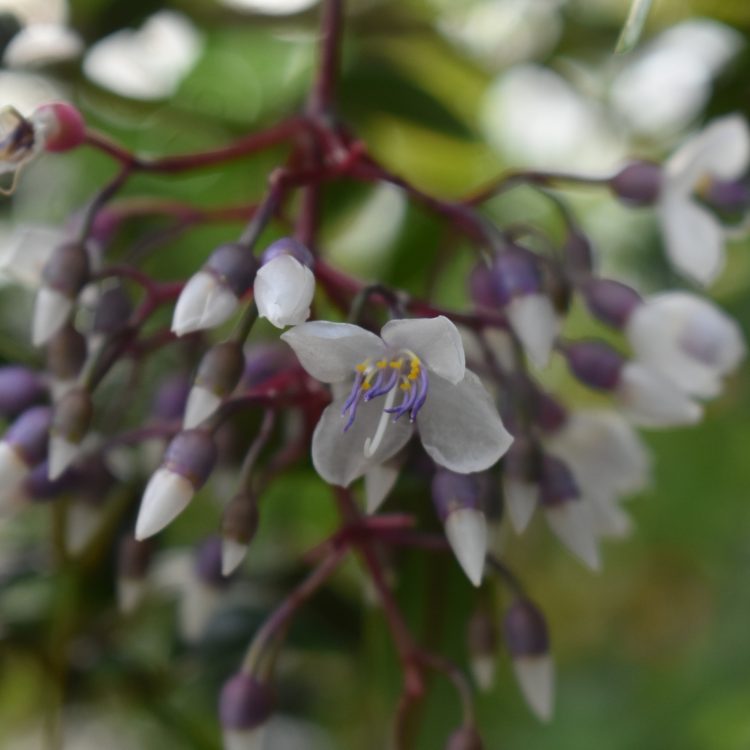 Medinilla crassata