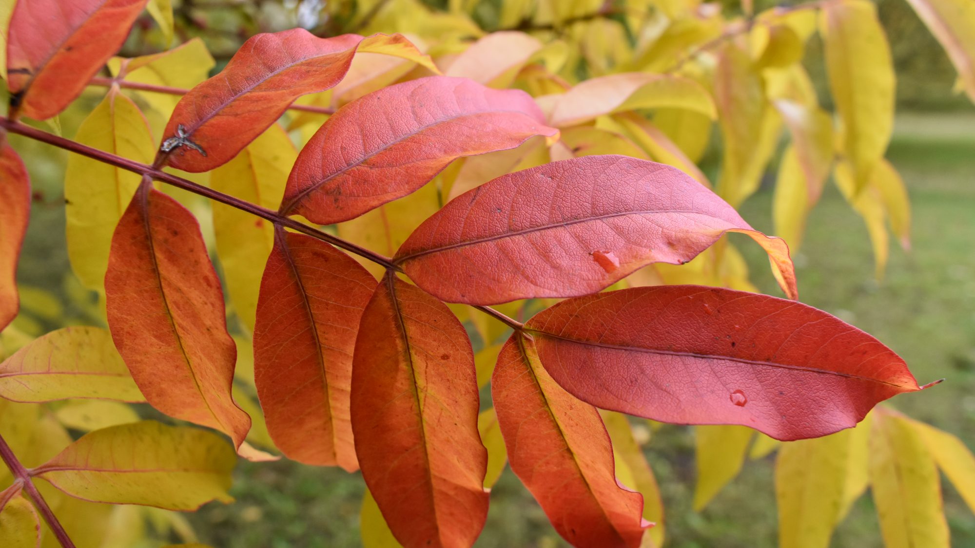 Autumnal leaves.