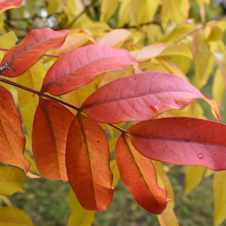 Pistacia chinensis