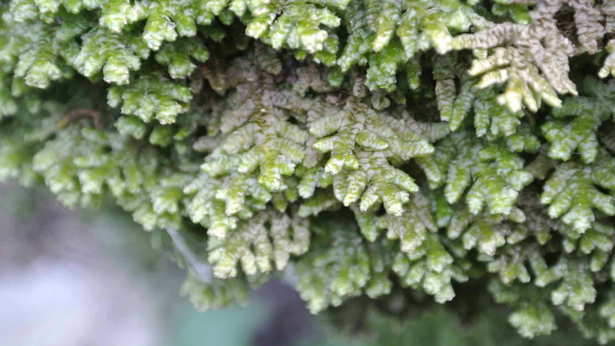 A close up of small green leaves packed closely together