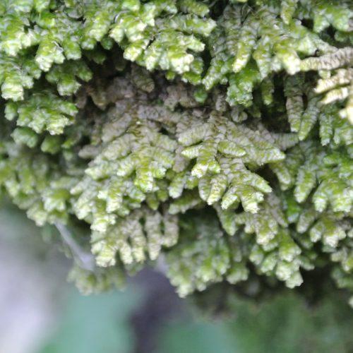 Porella platyphylla