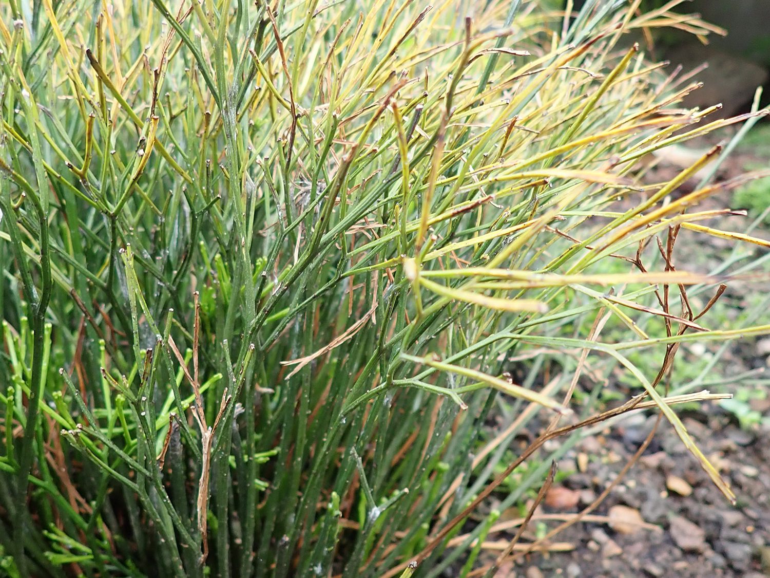 A small leafless shrub with green stems turning to a yellowy brown at the ends.