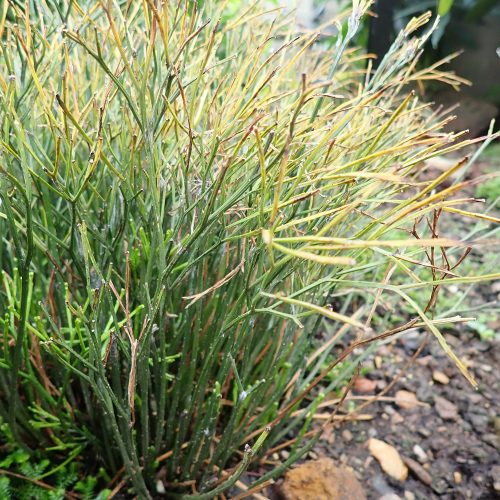 Psilotum nudum