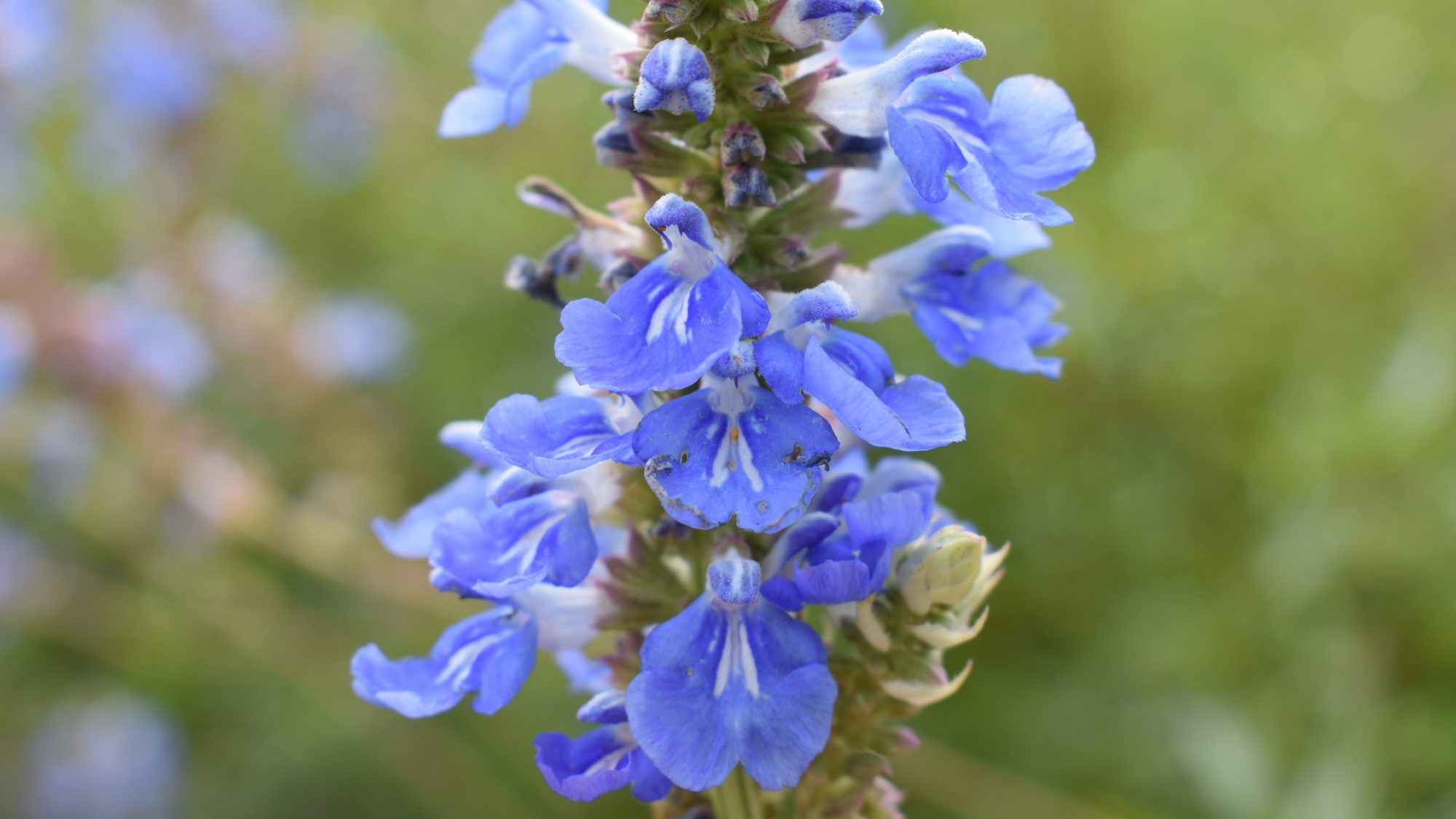 Spike of sky-blue, lipped flowers.