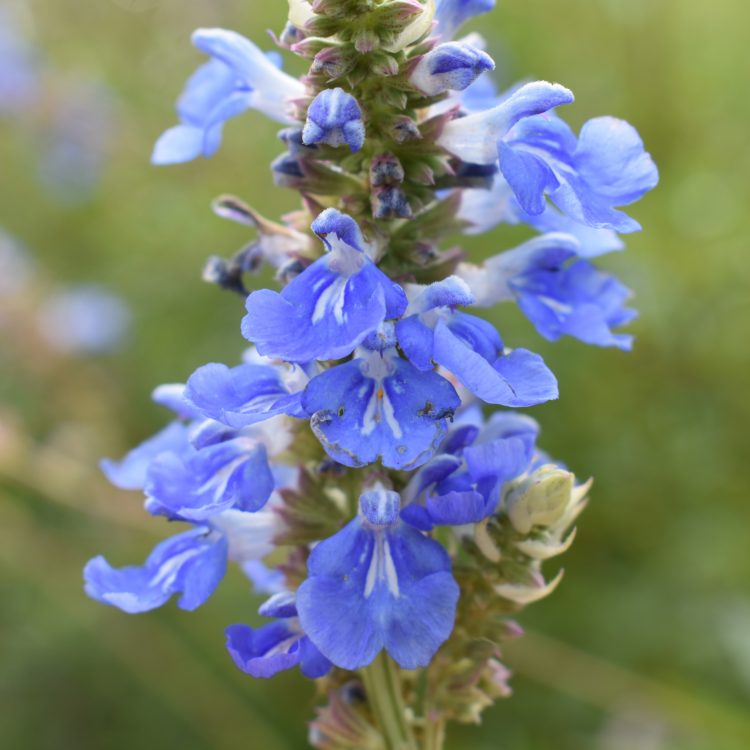 Salvia uliginosa