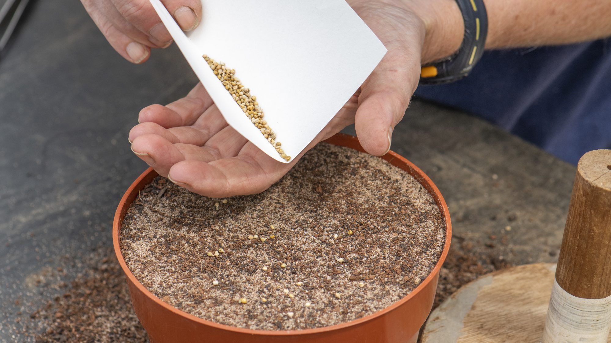 A close-up image of a woman pouring seeds from a piece of paper into a plant pot filled with dirt. 