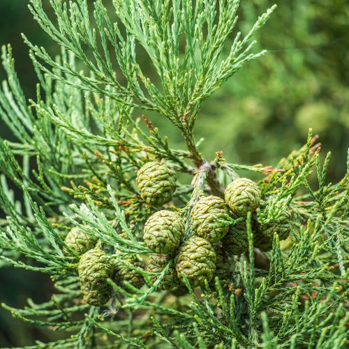 Sequoiadendron giganteum