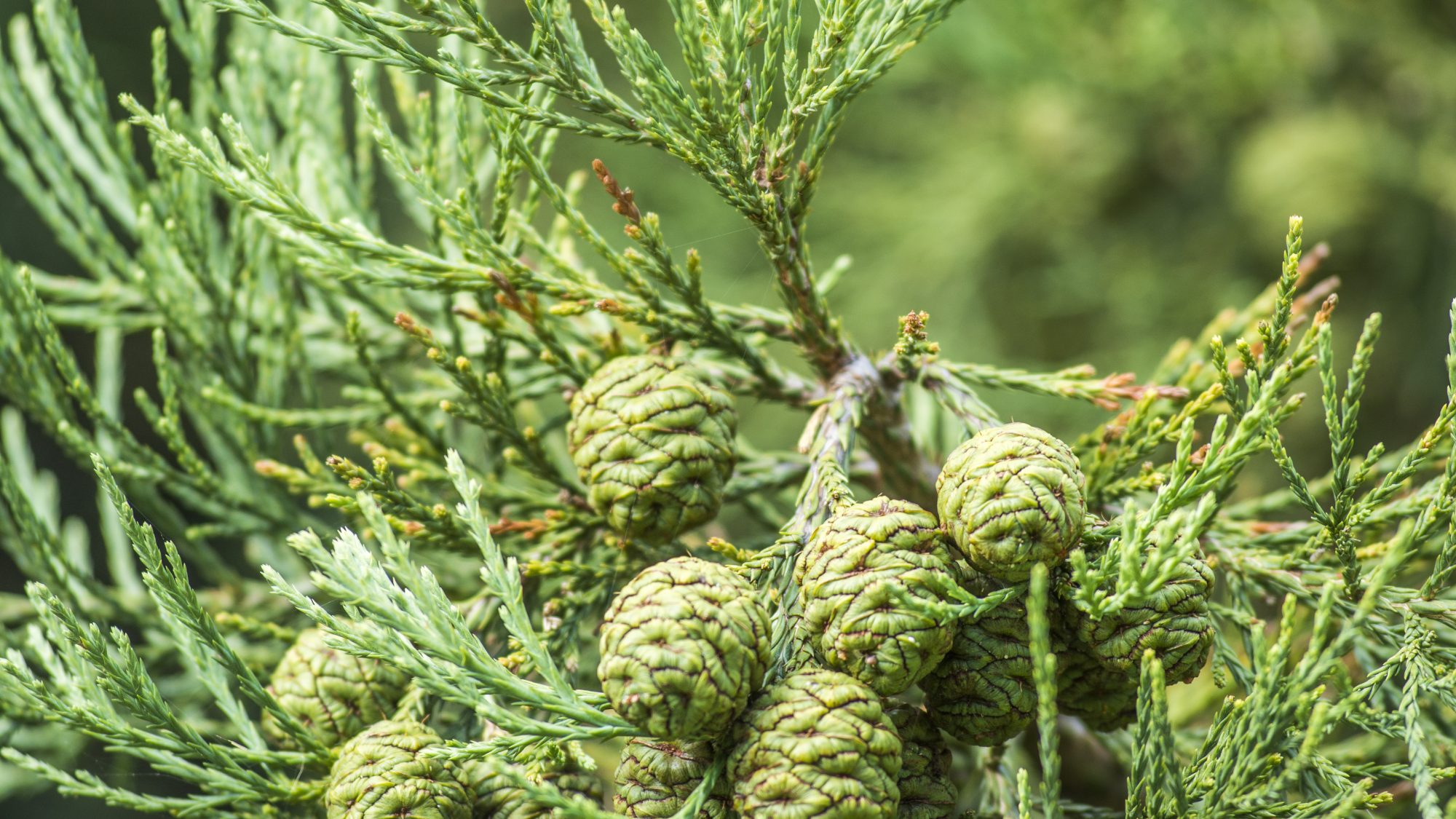 Green cones on the branches of a redwood tree.