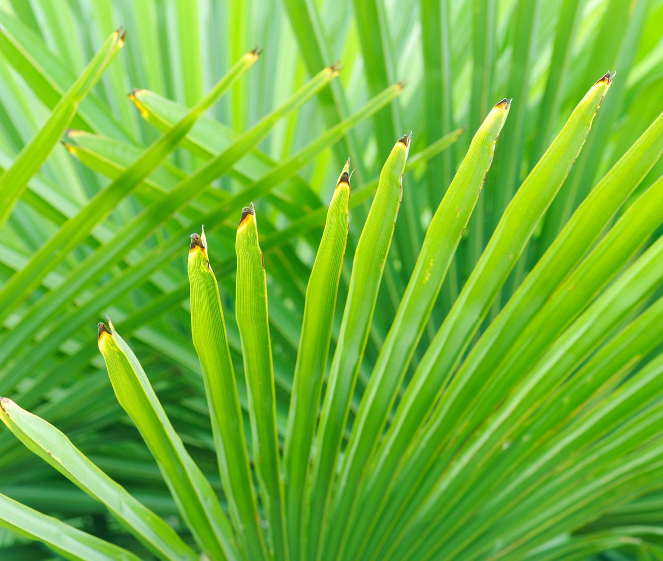 Large green palm leaves.