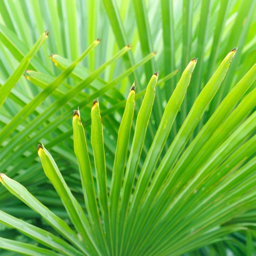 Trachycarpus fortunei