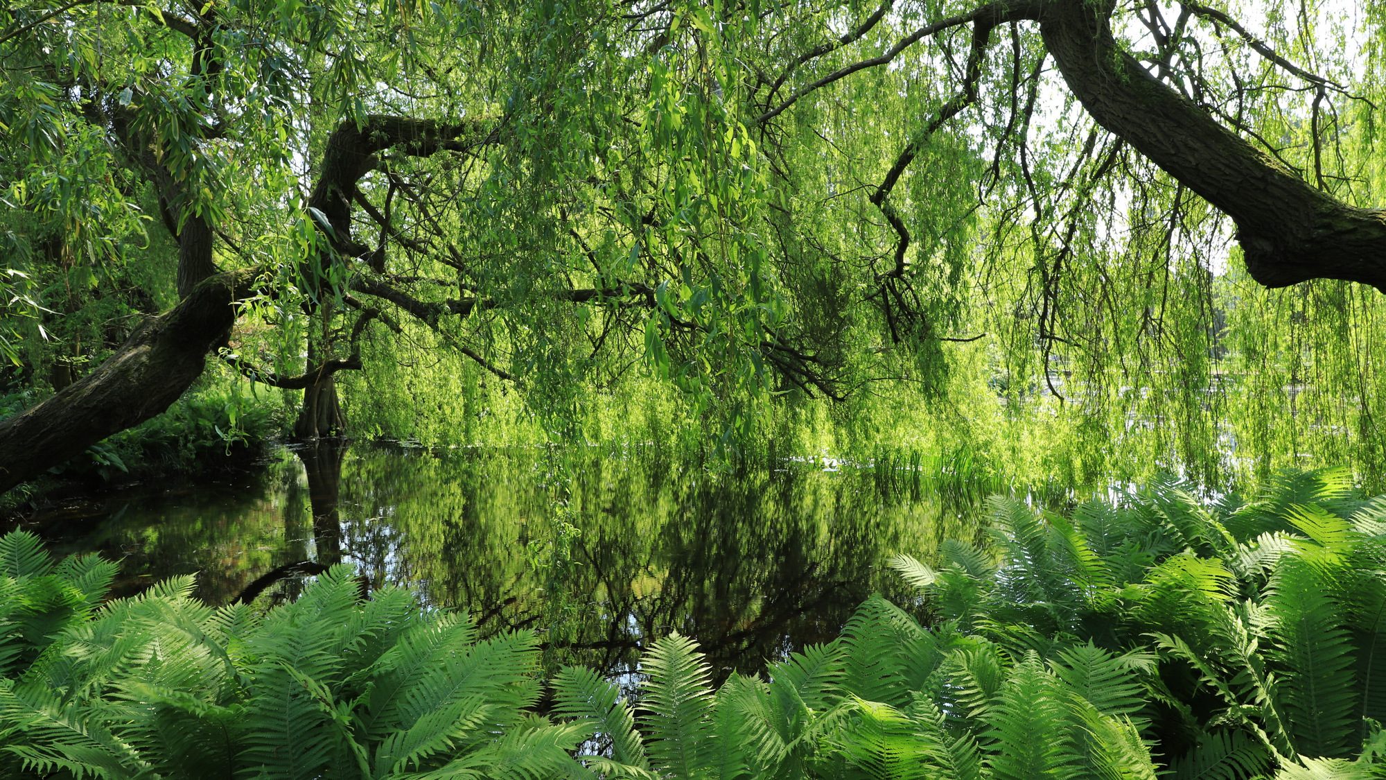 Two winding trees form a covering of green leaves that create a secluded area. They reflect in the lake beneath them.