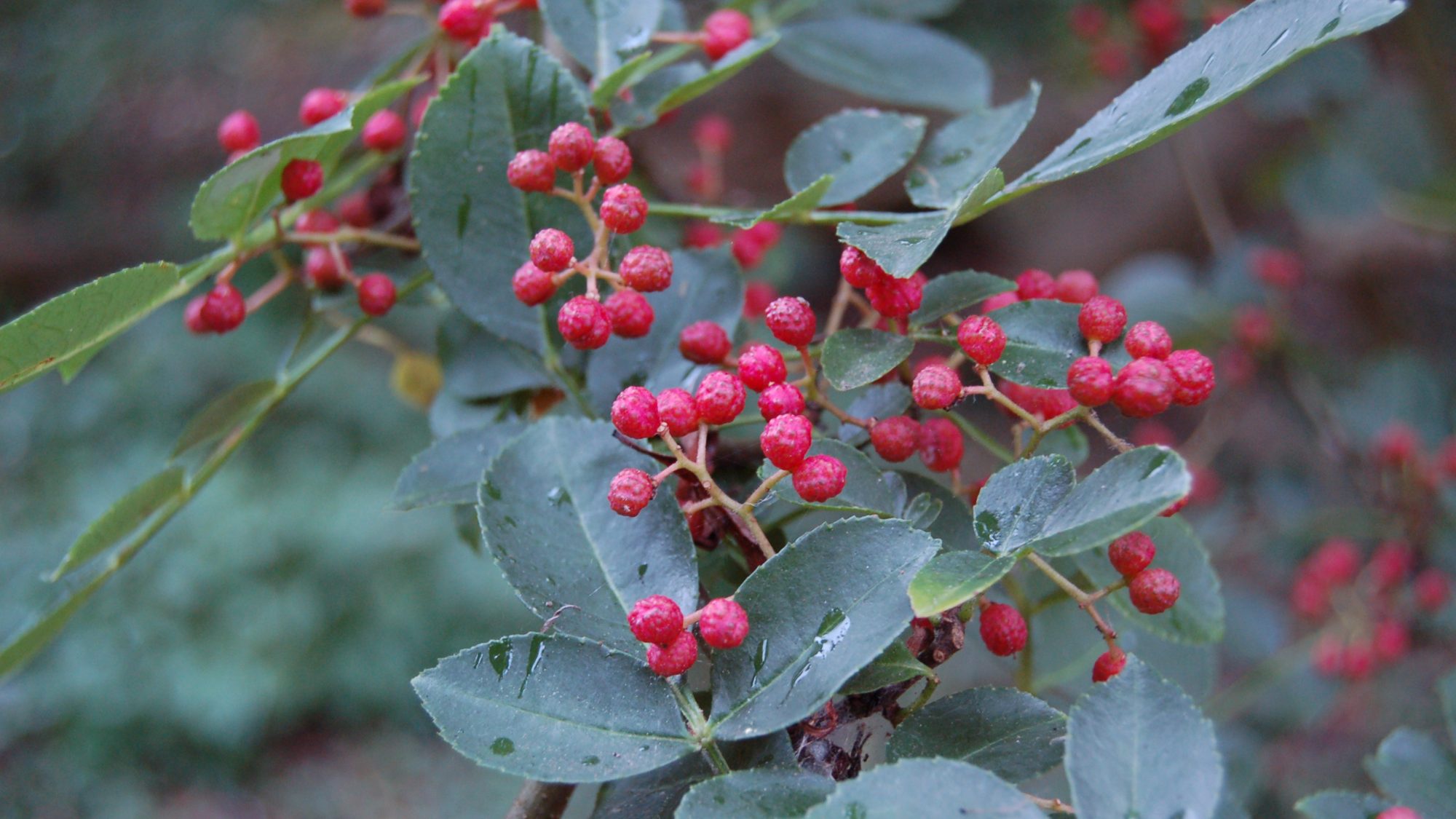 Zanthoxylum bungeanum