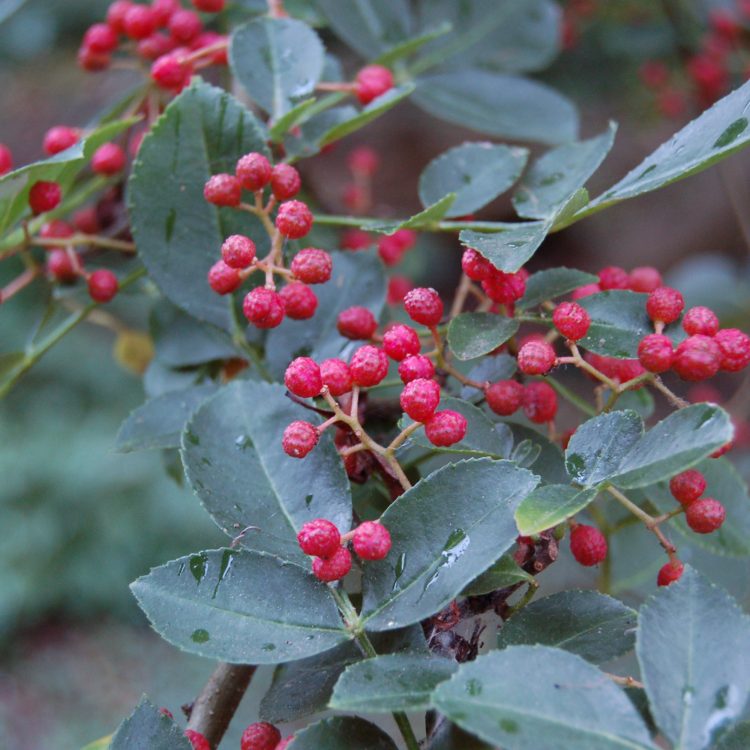 Zanthoxylum bungeanum