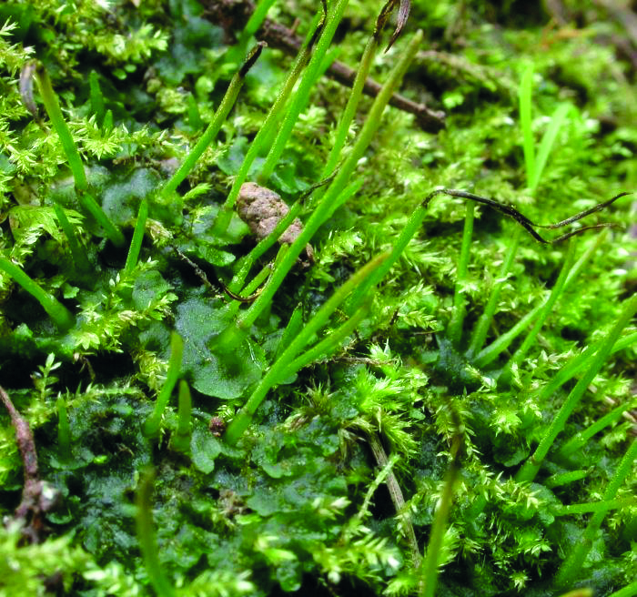 A mass of small green shoots and green moss.