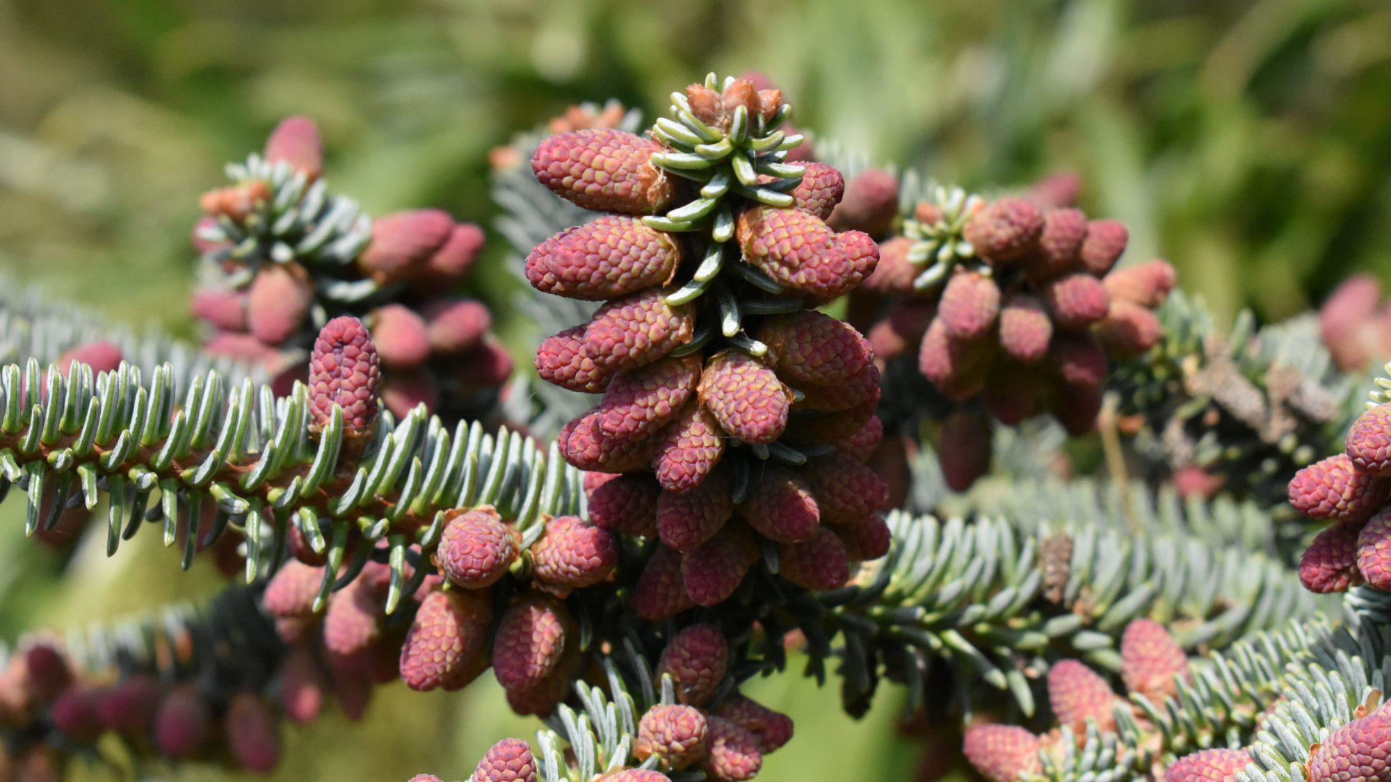 Abies pinsapo