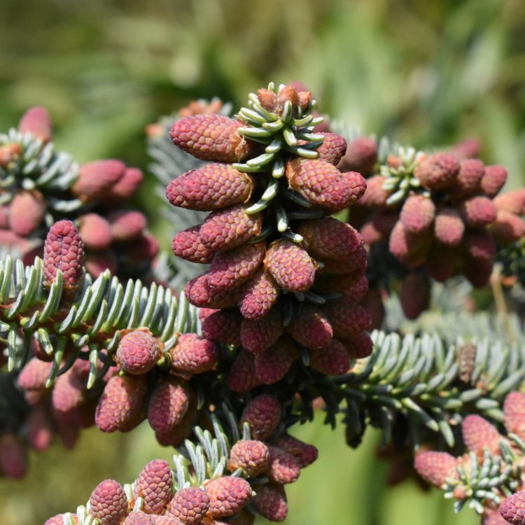 Abies pinsapo