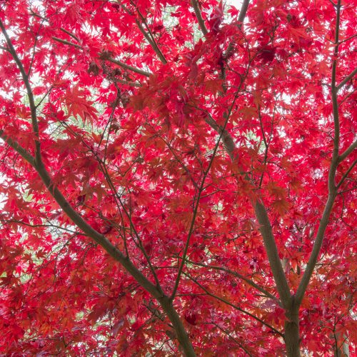 Autumn Garden