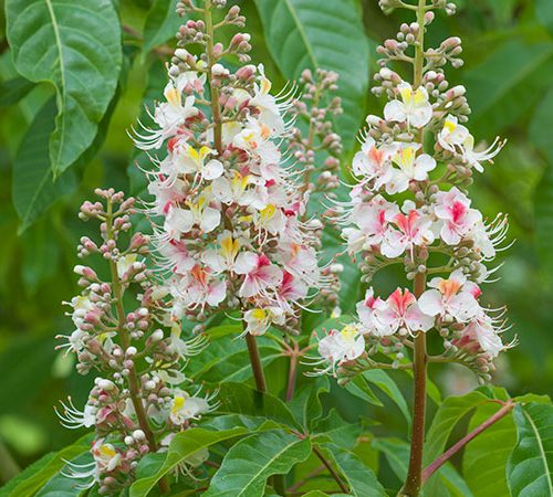 Aesculus indica