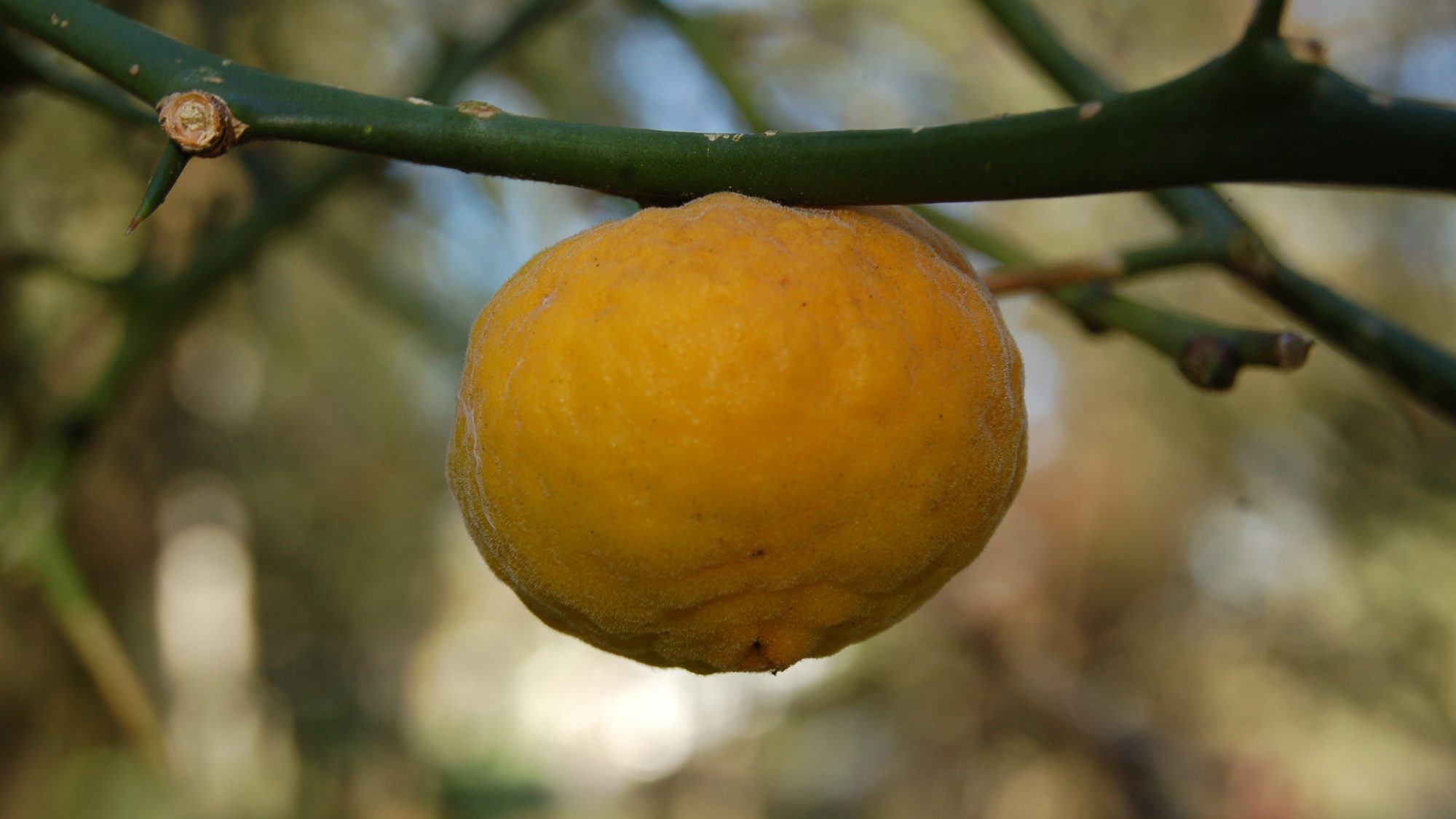 Citrus trifoliata