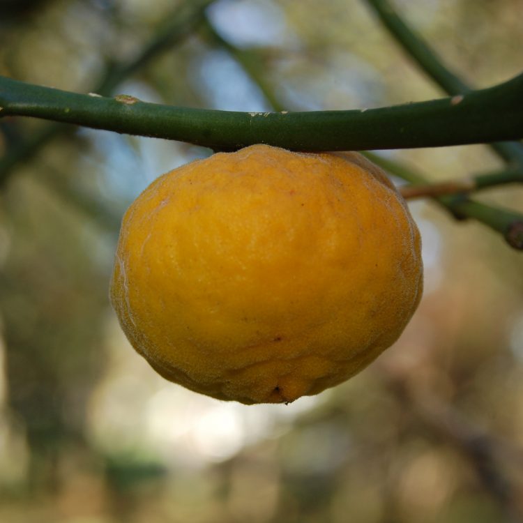 Citrus trifoliata