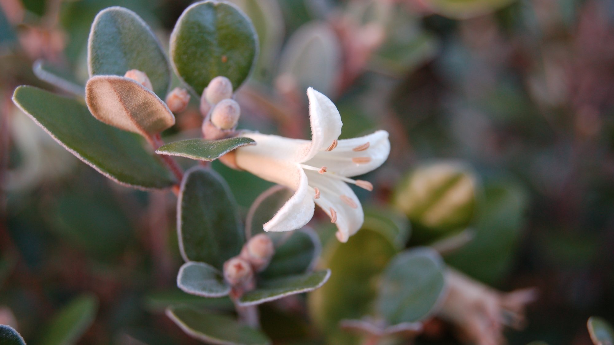 Correa backhouseana x C. alba